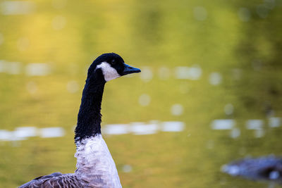 High angle view of a bird in lake