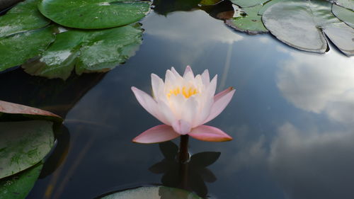 Close-up of lotus water lily in lake