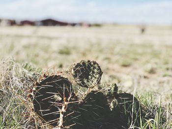 Close-up of dry plant on land