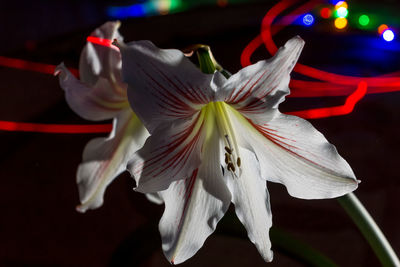 Close-up of white flowering plant