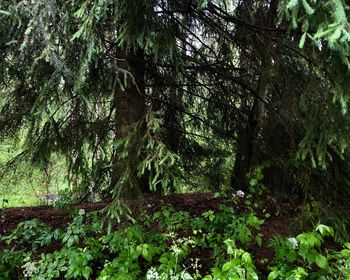 Trees growing in forest