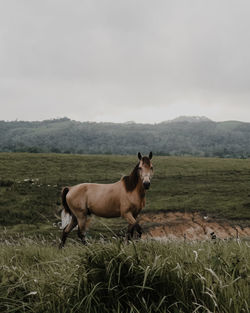 Horse standing on field against sky