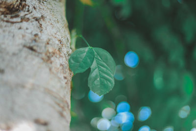 Close-up of green leaves on tree trunk