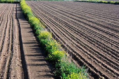 Tire tracks on agricultural field