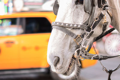 Close-up of horse cart