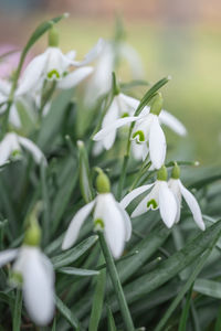 Close-up of white flowering plants