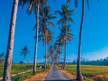 Road amidst palm trees against blue sky