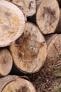 Full frame shot of logs in forest