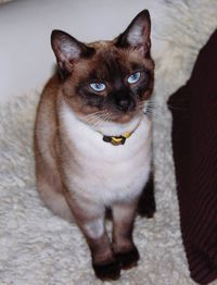 Close-up portrait of cat at home