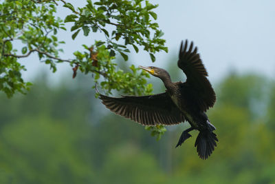 Low angle view of a bird flying