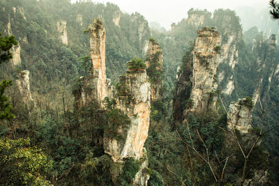 Panoramic view of trees and rocks