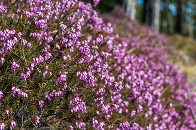 Close-up of pink flowering plants