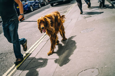 Low section of man walking with dog on street