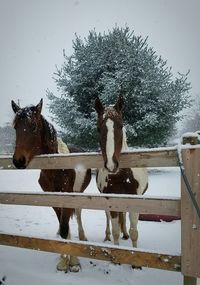 Portrait of horse standing on snow covered tree