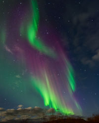 Low angle view of aurora borealis in sky at night