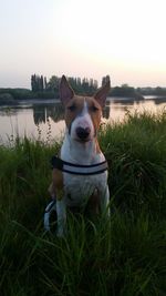 Portrait of dog sitting on grass