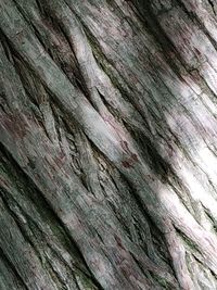 Full frame shot of tree trunk