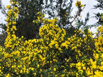 Yellow flowering tree in field