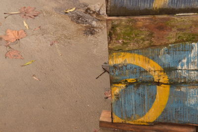 Close-up of a reptile on wall