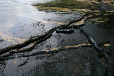 High angle view of driftwood on shore