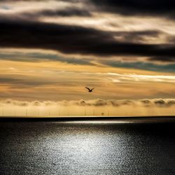 Silhouette birds flying over sea against orange sky