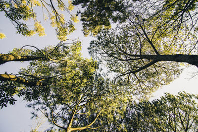 Low angle view of trees against clear sky
