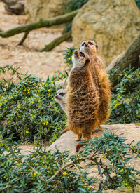 Meerkat standing on rock