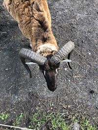 High angle view of animal on field