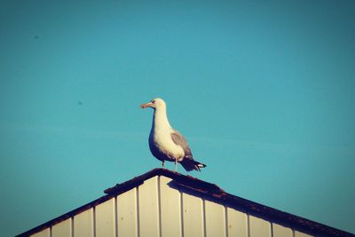 Low angle view of seagull perching on railing against clear blue sky