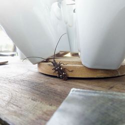 Close-up of food on table