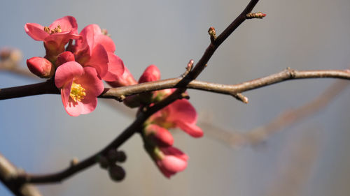 Low angle view of flowers on branch