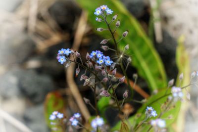 Close-up of flowers