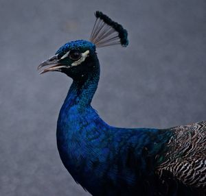 Close-up of bird against blue sky