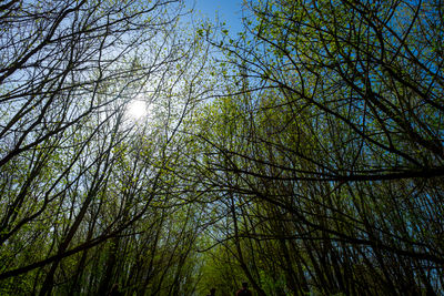 Low angle view of trees in forest against bright sun