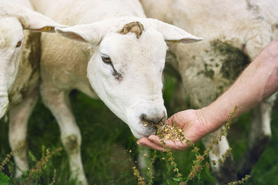 Close-up of cow