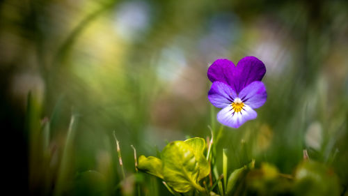 Close-up of purple flowering plant