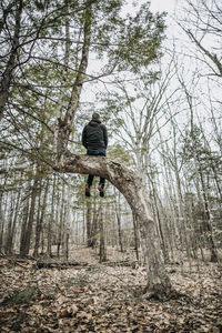 Man sits alone high in gnarled tree deep in forest in maine