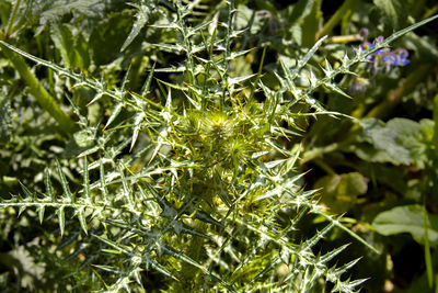 Close-up of fresh green plants