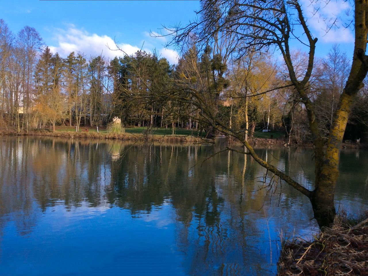 tree, reflection, water, nature, sky, outdoors, no people, lake, growth, reflection lake, tranquility, beauty in nature, forest, scenics, landscape, day