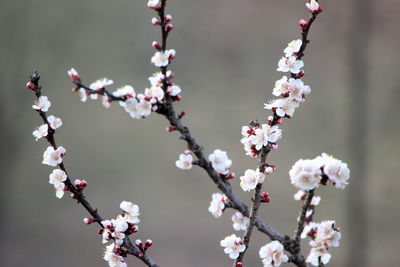 Close-up of cherry blossoms in spring