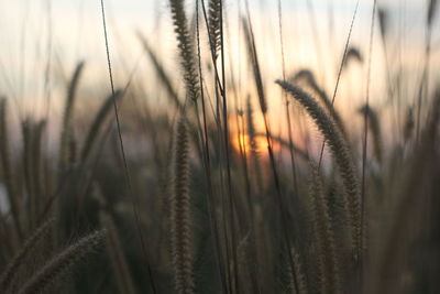 Close-up of stalks in field at sunset