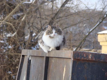 Portrait of cat sitting on box