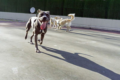 View of dog running on road