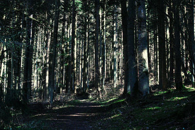 Trees growing in forest