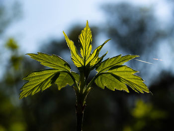 Close-up of plant leaves