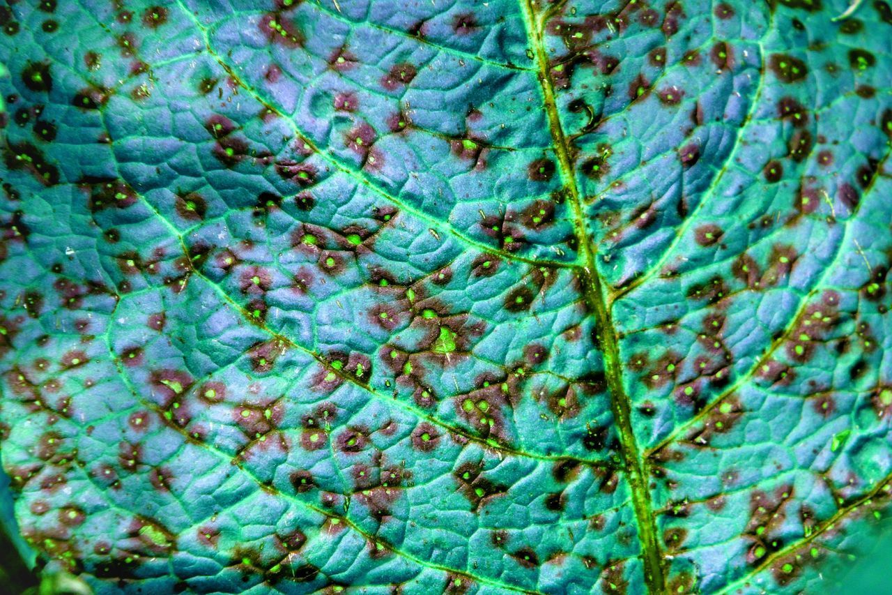 Leaf fungus