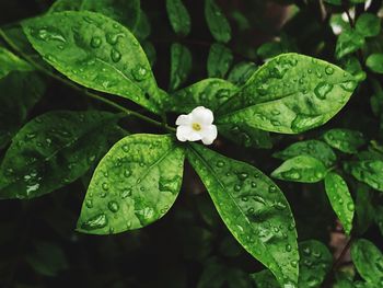 Close-up of raindrops on green leaves