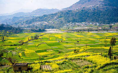 Scenic view of agricultural field