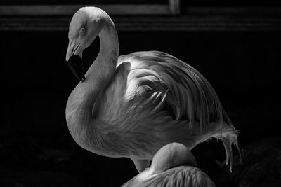 Close-up of bird