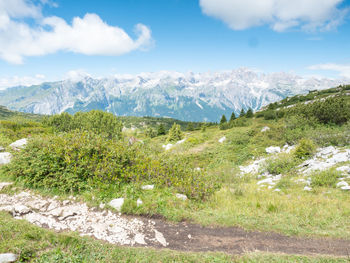 Summer meadow close to peak of gazza mountain above andalo town. summer dolomite alps